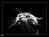 Федина (Кохан) Елена, користувач 1ua 
